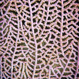 Coral Pattern by Jean Noren