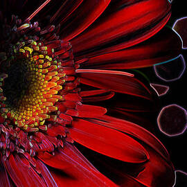 Crimson Gerber Refraction by Bill and Linda Tiepelman