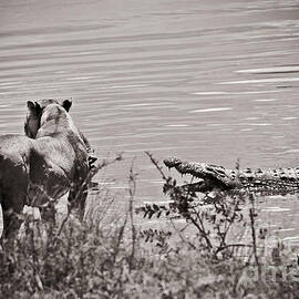 Crocodile and Lion Faceoff by Darcy Michaelchuk