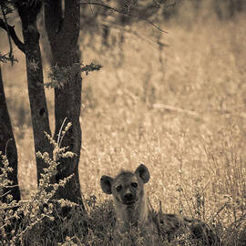 Curious Hyena by Darcy Michaelchuk
