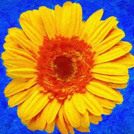 Daisy by Jeffrey Kolker