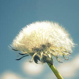 Dandelion Daydreams by Georgia Clare