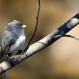 Dark-Eyed Junco by Bill and Linda Tiepelman