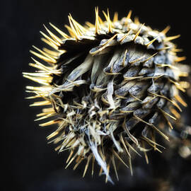 Dead Thistle Glow by Bill and Linda Tiepelman