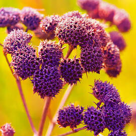 Dead Weed on Lime by Bill and Linda Tiepelman