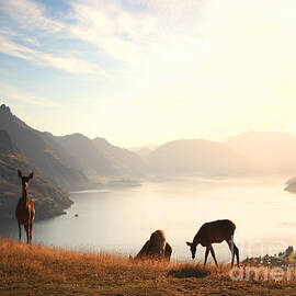 Deer at sunset by Pixel  Chimp