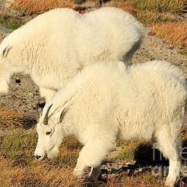 Dinner Date by Adam Jewell