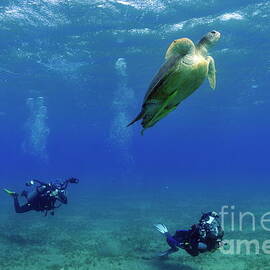 Divers photographing Green turtle by Sami Sarkis Photography
