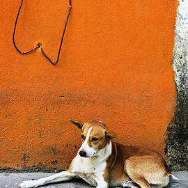 Dog near colorful wall in Mexican village by Elena Elisseeva