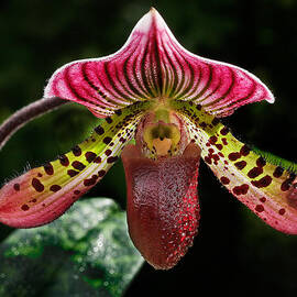 Dragon Orchid by Jean Noren