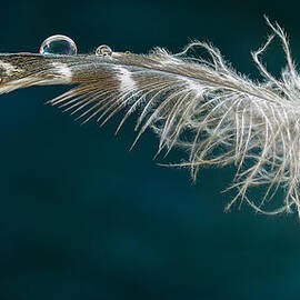 Drop on Top by Jean Noren