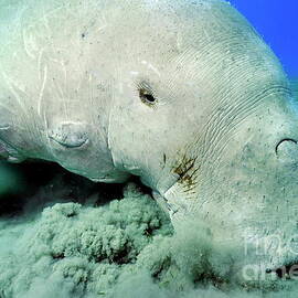 Dugong eating Posidonia Oceanica on sea bed by Sami Sarkis Photography