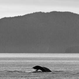Eagle and the Whale by Darcy Michaelchuk