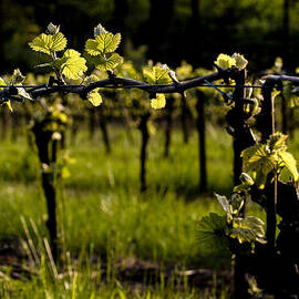 Early Spring by Jean Noren