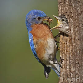 Eastern Bluebird Feeding Chick by Susan Candelario