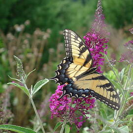Eastern Tiger Swallowtail by Richard Reeve