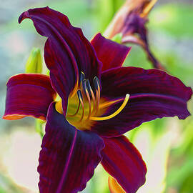 Electric Maroon Lily by Bill and Linda Tiepelman