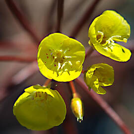 Camissonia Evening Primrose - Death Valley by Joe Schofield
