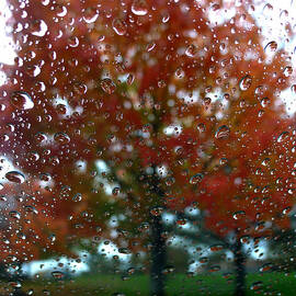 Fall Through a Wet Window by Richard Reeve