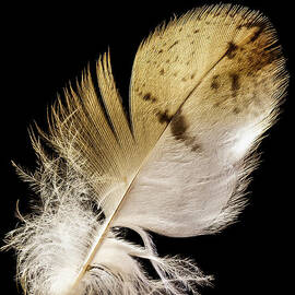 Feather by Jean Noren