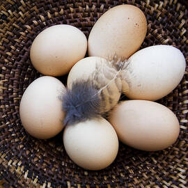 Feathered Eggs by Jean Noren