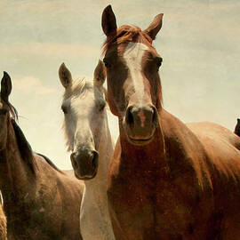 Five Wild Horses Posing For Photo by antonio arcos aka fotonstudio photography