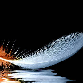 Floating Feather by Jean Noren