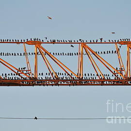 Flock of birds perching on construction crane by Sami Sarkis Photography