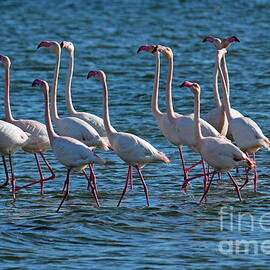 Flock of Greater Flamingoes by Sami Sarkis Photography