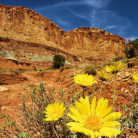 Flowers In The Capitol by Adam Jewell