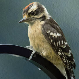 Flowing Downy Woodpecker by Bill and Linda Tiepelman