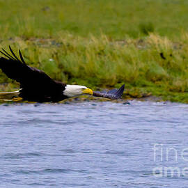 Flying Bald Eagle by Darcy Michaelchuk