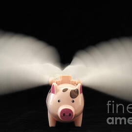 Flying Pig toy with wings by Sami Sarkis Photography