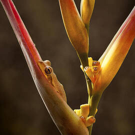 Frog and Heliconia by Steven Sparks