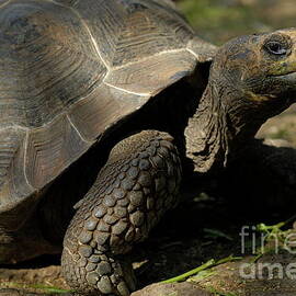 Galapagos giant tortoise  by Sami Sarkis Photography