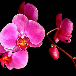 Get well orchids by Jean Noren