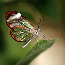 Glasswing Butterfly by Grant Glendinning