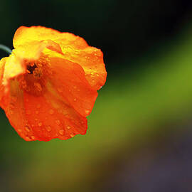 Globemallow by Grant Glendinning