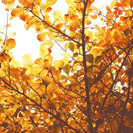 Glorious Autumn by Georgia Clare