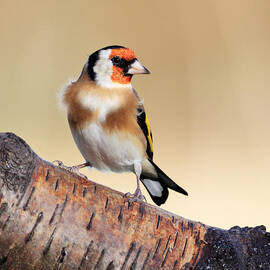 Goldfinch by Grant Glendinning