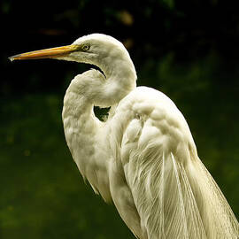 Great White Egret Pose by Bill and Linda Tiepelman