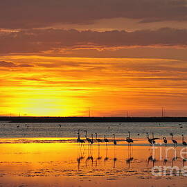 Greater flamingos in pond at sunset by Sami Sarkis Photography