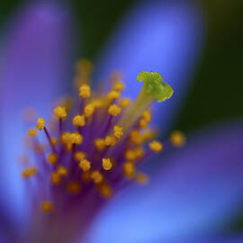 Green Stigma by Joe Schofield