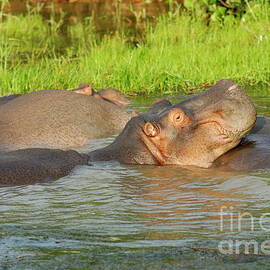 Group of Hippopotamus bathing in river by Sami Sarkis Photography