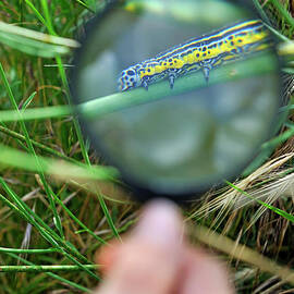 Hand with magnifying glass looking at a worm on grass by Sami Sarkis Photography