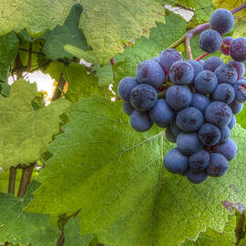 Harvest Ready by Jean Noren