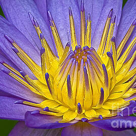 Heart Of Gold by Susan Candelario