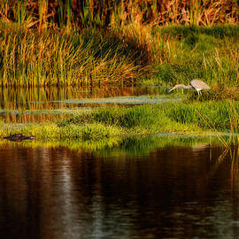 Heron Egret and Gator by Steven Sparks