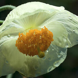 Himalayan poppy by Shirley Mitchell