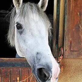 Horse by its stable window by Sami Sarkis Photography